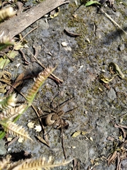 Araneae