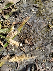 Araneae