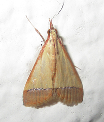 Pseudonoorda rubricostalis