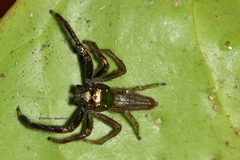 Colopsus