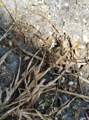 Araneae