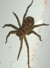 Araneae