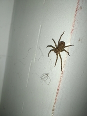 Araneae