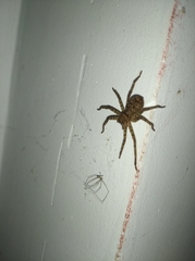 Araneae