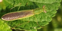 Odontomantis