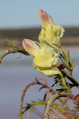 Lechenaultia linarioides