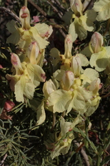 Lechenaultia linarioides