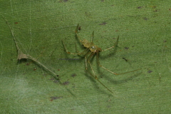 Theridiidae