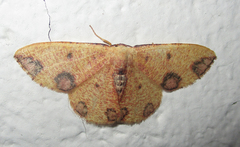 Celidomphax rubrimaculata