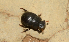 Metacatharsius marani