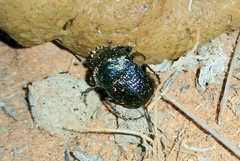 Scarabaeus bohemani