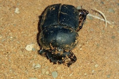Scarabaeus viator