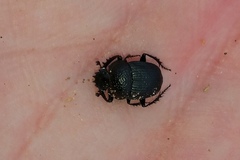 Scarabaeus megaparvulus