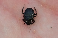 Scarabaeus megaparvulus