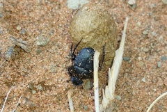 Scarabaeus megaparvulus