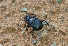 Scarabaeus megaparvulus