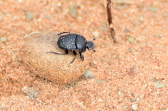Scarabaeus megaparvulus
