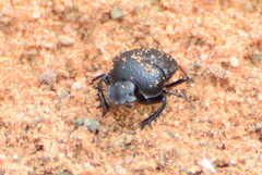 Scarabaeus megaparvulus