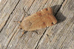 Noctua orbona