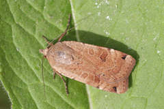 Noctua orbona