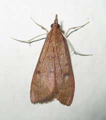 Udea ferrugalis
