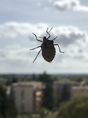 Halyomorpha halys