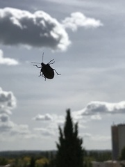 Halyomorpha halys