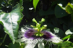 Passiflora edulis flavicarpa