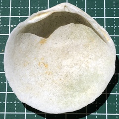 Scutarcopagia scobinata