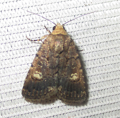 Athetis leuconephra
