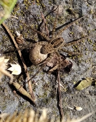 Araneae