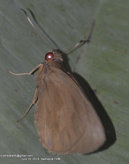 Erionota torus