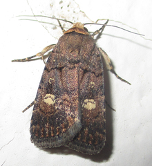Athetis leuconephra