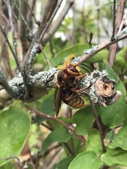 Vespa crabro