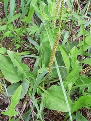 Plantago