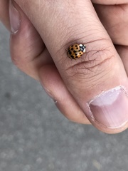 Harmonia axyridis