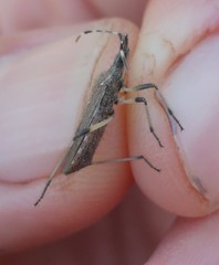 Dicranocephalus setulosus