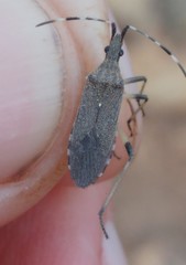 Dicranocephalus setulosus