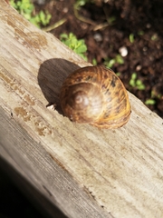 Cornu aspersum
