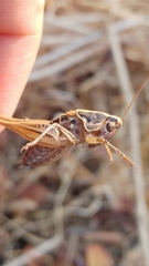 Festella festae