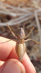 Festella festae