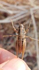 Festella festae