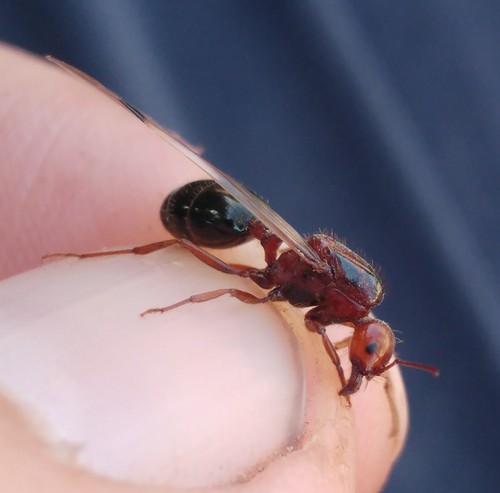 埃及收获蚁Messor aegyptiacus