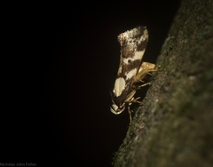Coesyra hemiphragma