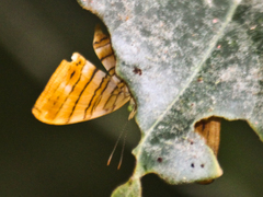 Chersonesia risa risa