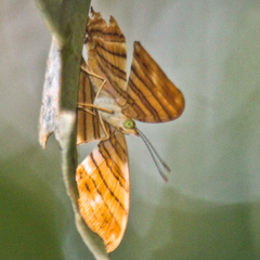Chersonesia risa risa