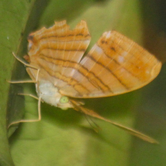 Chersonesia risa risa