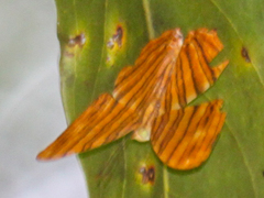 Chersonesia risa risa
