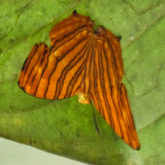 Chersonesia risa risa