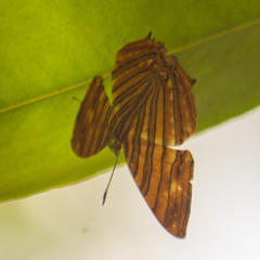 Chersonesia risa risa